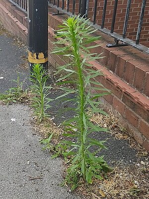 An unacceptably big weed in Timperley